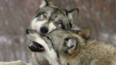 Dogs are descended from two different populations of wolves 1