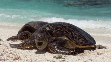 Dozens of stabbed turtles found on Japanese island
