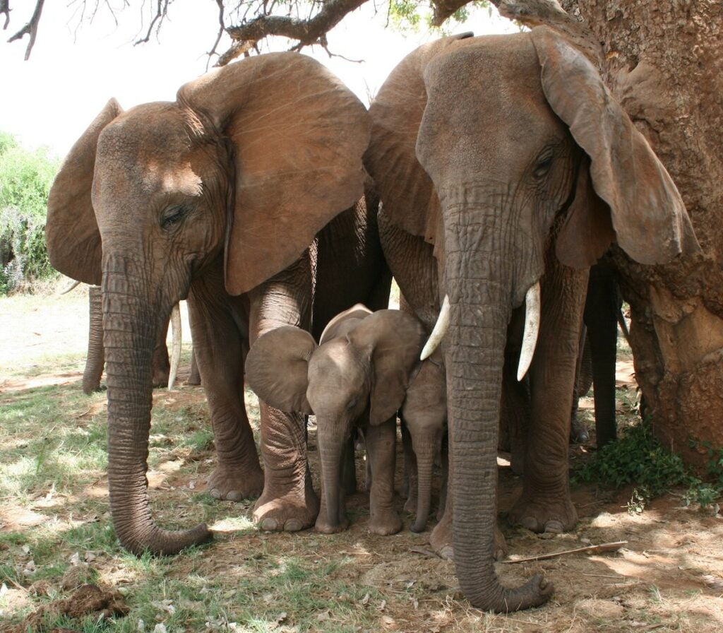 Elephant orphans more easily survive the loss of their mother in the society of their peers 1