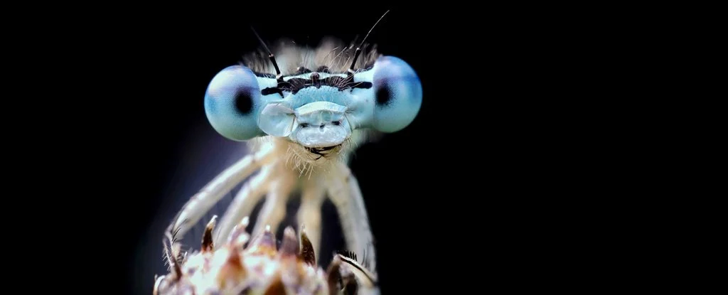 Evidence is mounting that insects feel pain just like we do