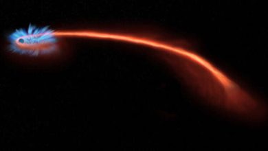 Fate of a star destroyed by a black hole