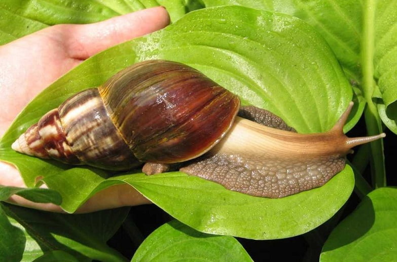 Florida city under lockdown due to giant African snail infestation