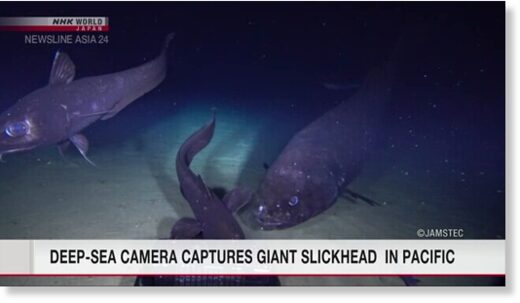 Giant rare deep sea fish captured in the Pacific Ocean