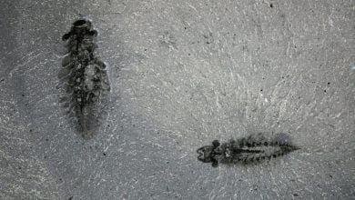Half billion year old three eyed animal reveals secrets of arthropod evolution