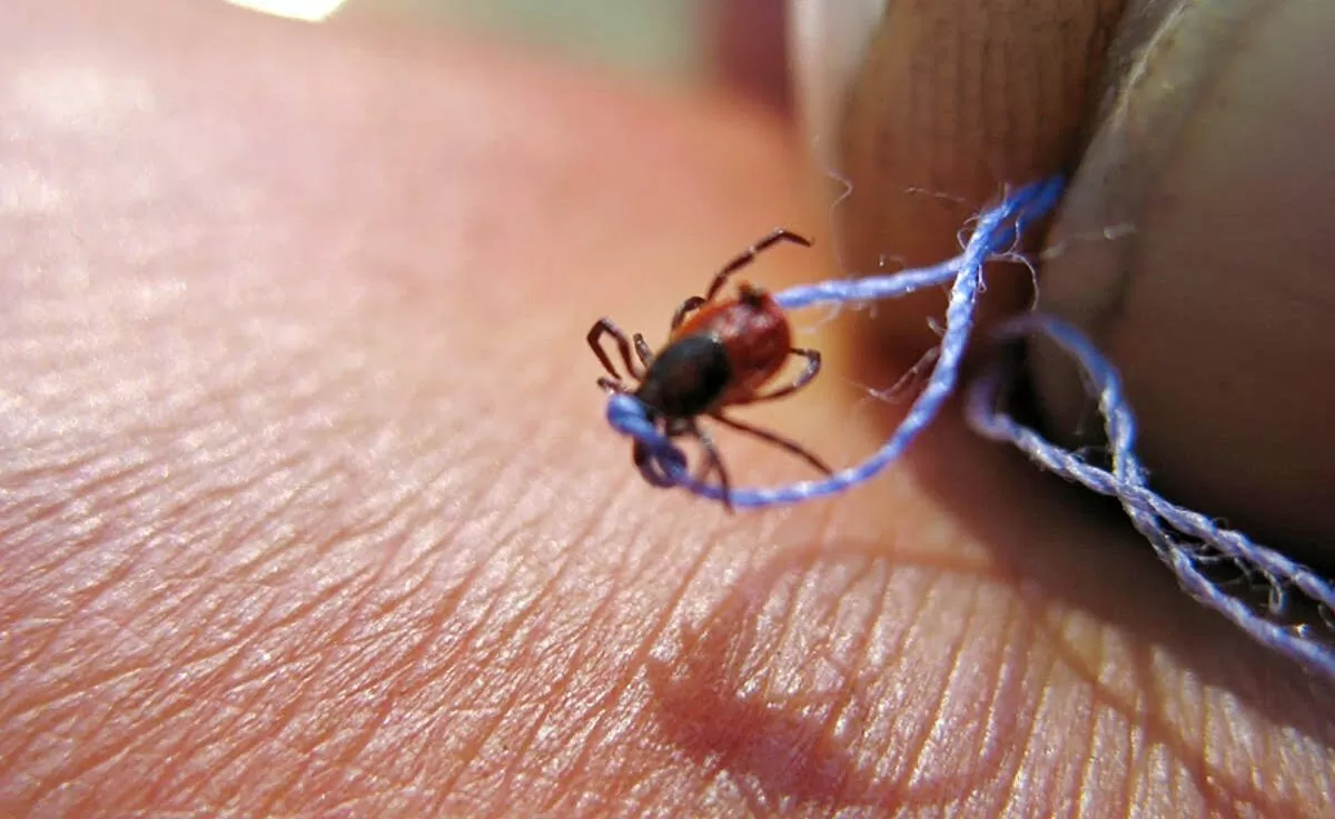 How to pull out a tick so as not to harm your health