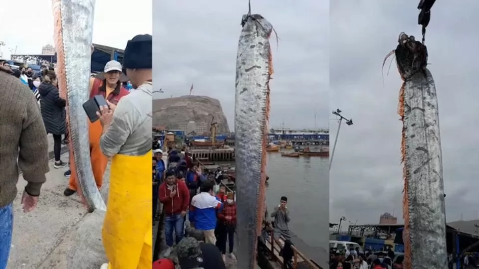 In Chile fishermen caught a giant oarfish