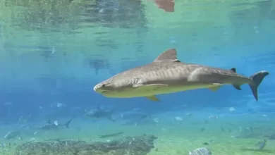 Is it true that if a shark stops swimming it will instantly die
