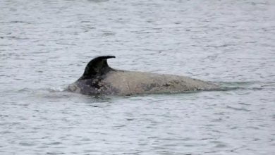 Killer whale dies of starvation in French river Seine