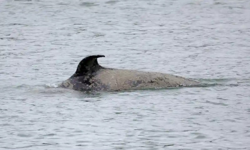 Killer whale dies of starvation in French river Seine