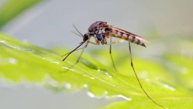 Mosquitoes are attracted to the smell of Zika and Dengue virus vectors