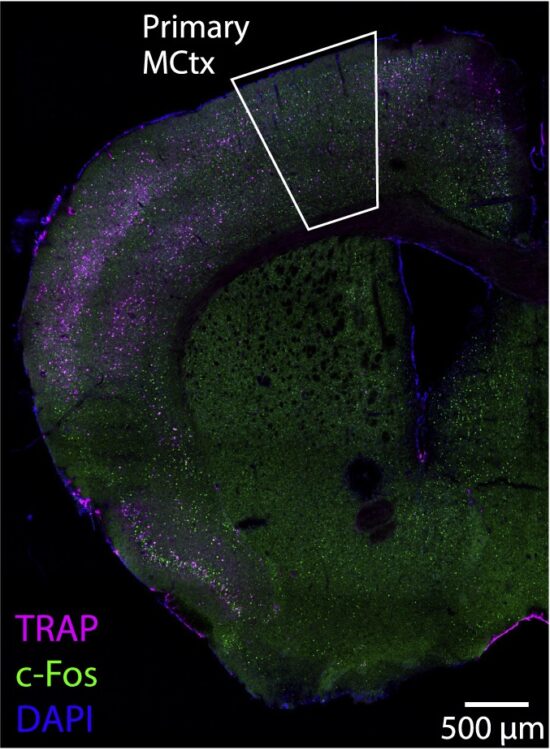 Neuroscientists have observed for the first time how muscle memory is formed 1