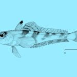 New species of parasites cause outbreak of skin disease in Antarctic fish