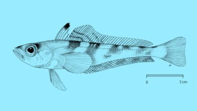 New species of parasites cause outbreak of skin disease in Antarctic fish