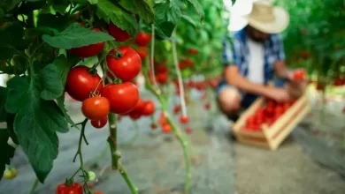 Nutritionists told how tomatoes affect human health