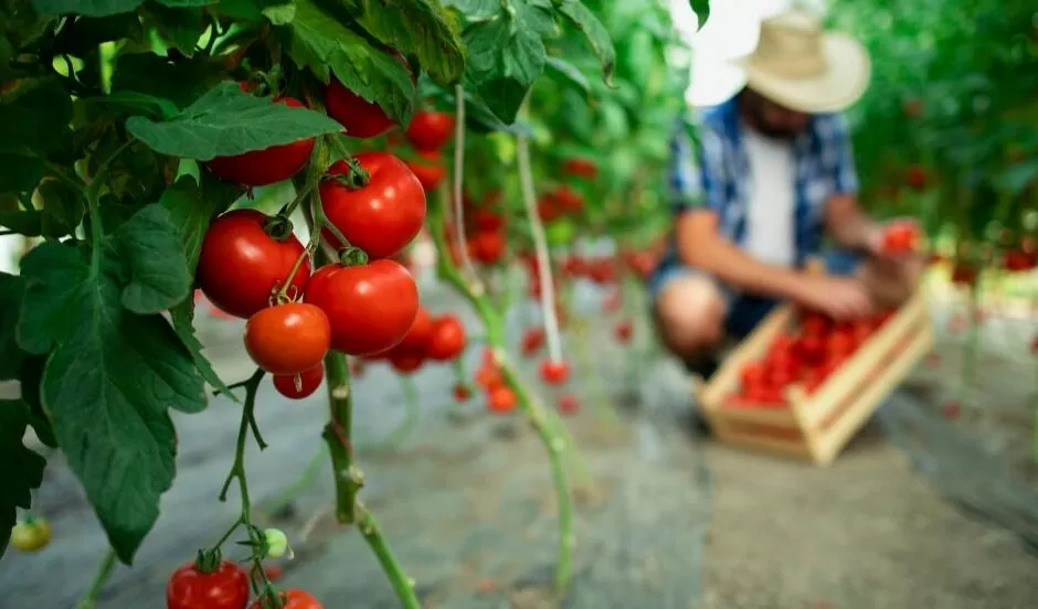 Nutritionists told how tomatoes affect human health