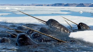 Oil exploration in the Arctic terrifies narwhals