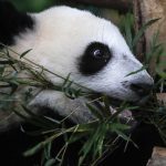 Oldest ancestor of giant pandas found in China