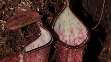 Plant hides underground to catch prey in a way never seen before