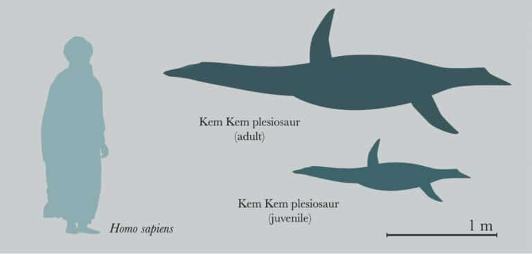Plesiosaurs could live in fresh water 2