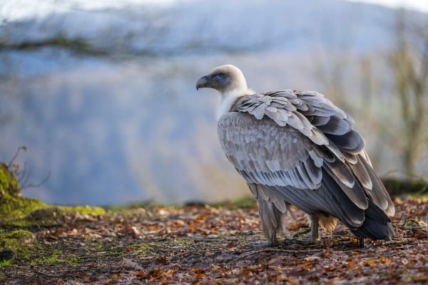 Previously unknown vulture found in Australia