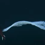 Rare deep sea video shows mother squid transferring her eggs for safety