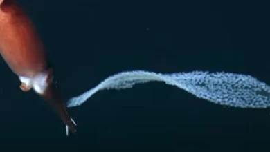 Rare deep sea video shows mother squid transferring her eggs for safety