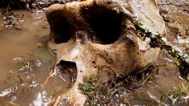 Renowned wildlife expert announces discovery of Bigfoot skull