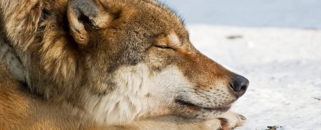 Scientists find sleep states of wolves and dogs dont quite match