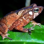 Scientists have discovered previously unknown species of toads