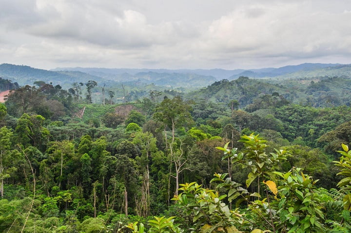 Scientists have discovered the largest tropical peat bog 1