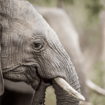 Scientists have discovered the secret of protecting elephants from cancer