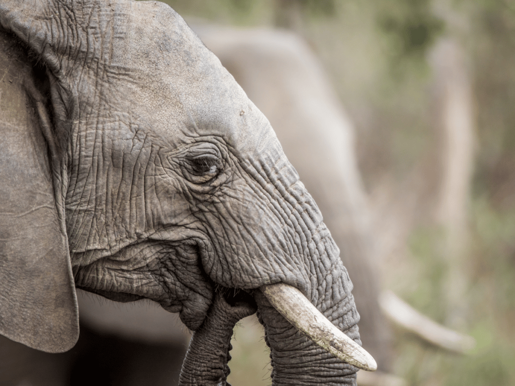Scientists have discovered the secret of protecting elephants from cancer