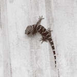 Scientists have figured out why geckos can run even on wet walls 1