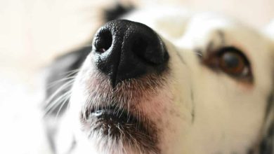 Scientists have obtained anatomical confirmation that dogs see the world through their noses 1
