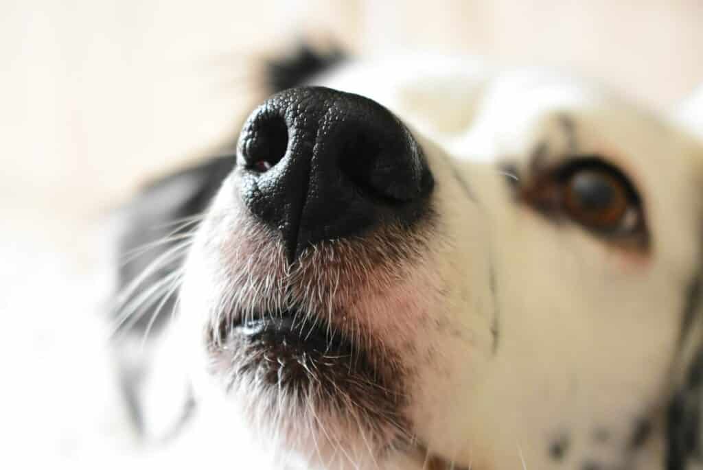 Scientists have obtained anatomical confirmation that dogs see the world through their noses 1