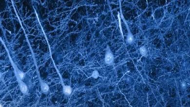 Scientists have seen in real time how memory is formed It will help with Parkinsons disease