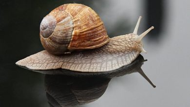 Scientists study microbes from 100 year old snail guts