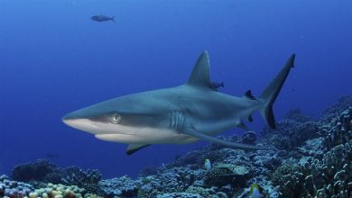 Shark hunter told why predators began to attack people
