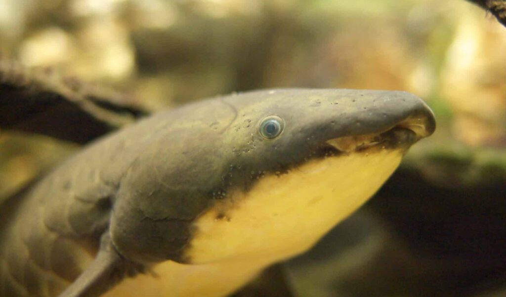 Skulls of ancient lungfish told about the evolution of the brain of vertebrates