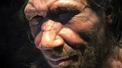 Some of us are part Neanderthals and this may affect how a person metabolizes drugs