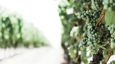 Spain and Portugal may be left without wine and olives due to climate change 1