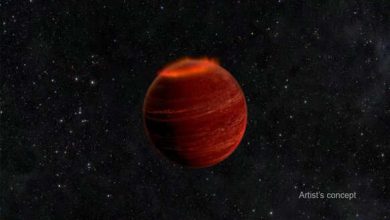 Statistical analysis of the population of brown dwarfs flaring in the radio range