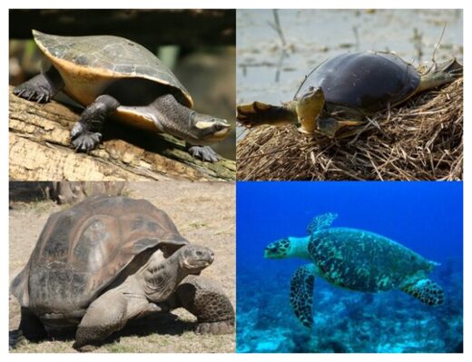 Turtles can turn off cellular aging