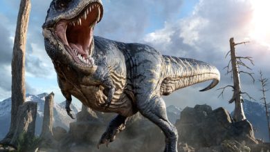 Tyrannosaurus rex again became the only species of the genus 1