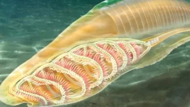 Unusual aquatic creature may be the most ancient relative of all vertebrates