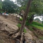 Uprooted tree mysteriously returns to upright position in Ghanaian village