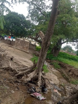 Uprooted tree mysteriously returns to upright position in Ghanaian village