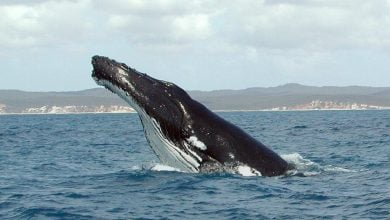 Whales memorize and reproduce each others songs with high fidelity