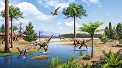 Why dinosaurs didnt die out during the volcanic winters of the Triassic 1