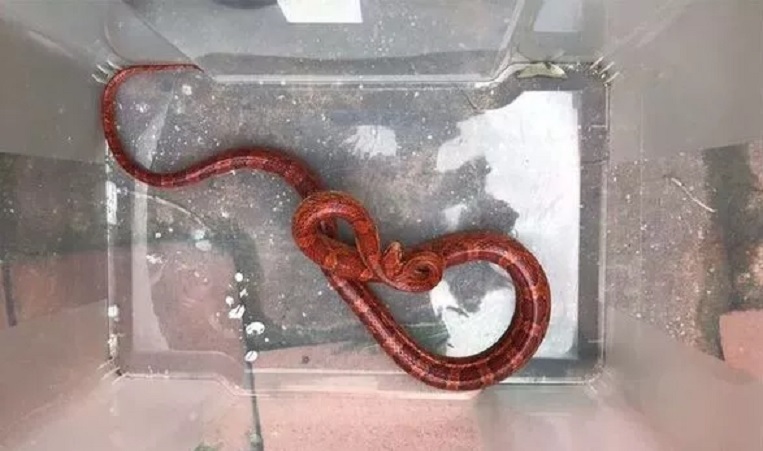 Woman mistook snake for garden hose